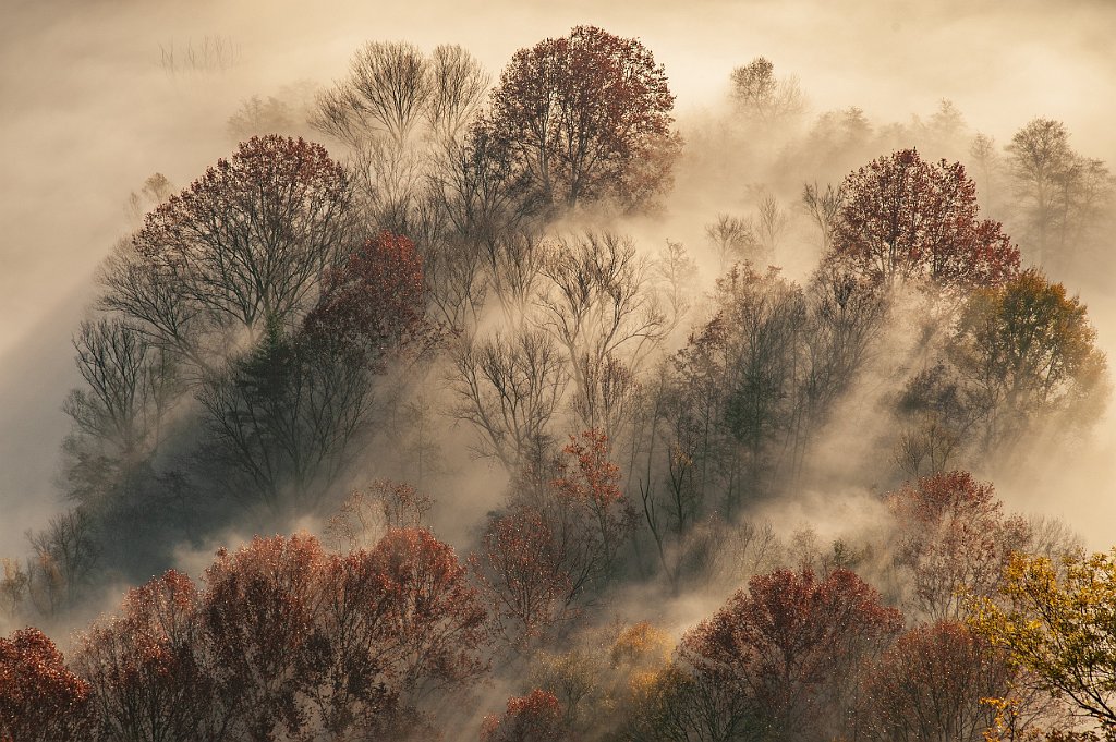 Autore segnalato Galbiati-Enrico-Sunrise-in-the-woods-2023.jpg